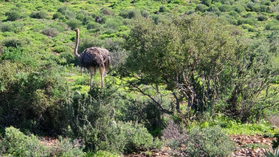 Commercial Property for Sale in Oudtshoorn Rural Western Cape